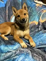 Elliot, a male Shiba Inu for sale in Harrison, AR – 7 of 7