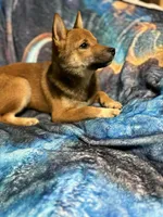 Elliot, a male Shiba Inu for sale in Harrison, AR – 2 of 7