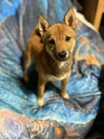 Elliot, a male Shiba Inu for sale in Harrison, AR – 6 of 7