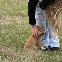 Elliot, a male Shiba Inu for sale in Harrison, AR – Photo 3 of 10