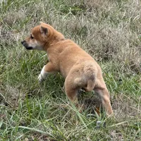 Elliot, a male Shiba Inu for sale in Harrison, AR – Photo 6 of 10