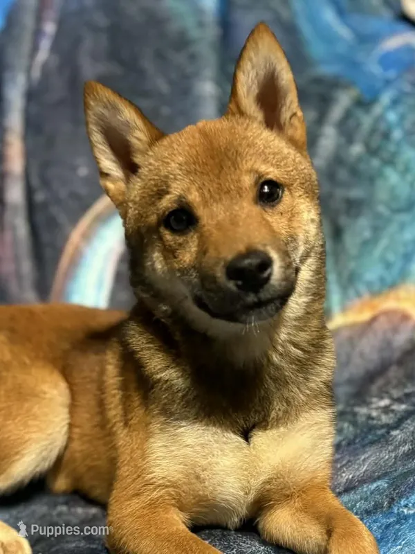 Elliot – Shiba Inu puppy for sale in Harrison, AR