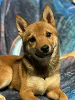Elliot, a male Shiba Inu for sale in Harrison, AR – 1 of 7