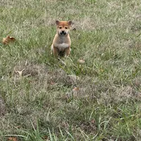 Elliot, a male Shiba Inu for sale in Harrison, AR – Photo 10 of 10