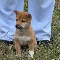 Elliot, a male Shiba Inu for sale in Harrison, AR – Photo 4 of 10