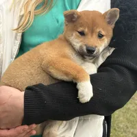 Elliot, a male Shiba Inu for sale in Harrison, AR – Photo 1 of 10