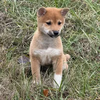 Elliot, a male Shiba Inu for sale in Harrison, AR – Photo 8 of 10