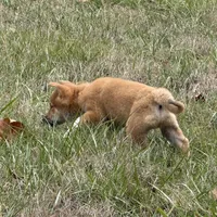 Elliot, a male Shiba Inu for sale in Harrison, AR – Photo 5 of 10
