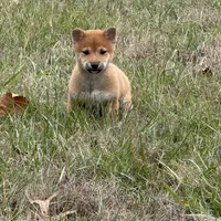 Elliot, a male Shiba Inu for sale in Harrison, AR – Photo 9 of 10
