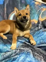Elliot, a male Shiba Inu for sale in Harrison, AR – 5 of 7