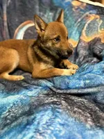 Elliot, a male Shiba Inu for sale in Harrison, AR – 4 of 7