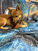 Elliot, a male Shiba Inu for sale in Harrison, AR – 3 of 7