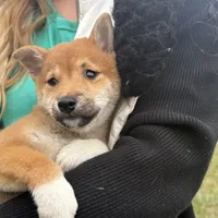 Elliot, a male Shiba Inu for sale in Harrison, AR – Photo 2 of 10