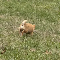 Elliot, a male Shiba Inu for sale in Harrison, AR – Photo 7 of 10