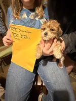 Sassy, a female Maltese and Yorkshire Terrier for sale in Harrison, AR – Photo 2 of 10