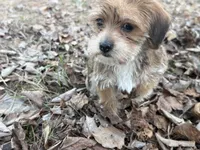 Sassy, a female Maltese and Yorkshire Terrier for sale in Harrison, AR – Photo 4 of 10