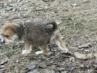 Sassy, a female Maltese and Yorkshire Terrier for sale in Harrison, AR – Photo 3 of 10