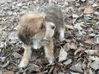 Sassy, a female Maltese and Yorkshire Terrier for sale in Harrison, AR – Photo 6 of 10