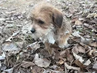 Sassy, a female Maltese and Yorkshire Terrier for sale in Harrison, AR – Photo 5 of 10