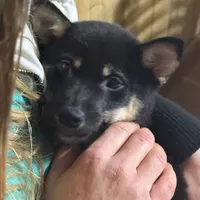 Dawn, a female Shiba Inu for sale in Harrison, AR – Photo 2 of 7