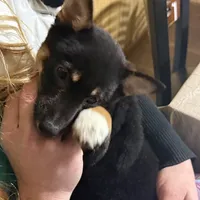 Dawn, a female Shiba Inu for sale in Harrison, AR – Photo 3 of 7