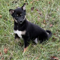 Dawn, a female Shiba Inu for sale in Harrison, AR – Photo 1 of 7