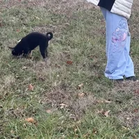 Dawn, a female Shiba Inu for sale in Harrison, AR – Photo 7 of 7