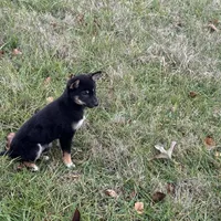 Dawn, a female Shiba Inu for sale in Harrison, AR – Photo 5 of 7