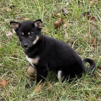Dawn, a female Shiba Inu for sale in Harrison, AR – Photo 4 of 7
