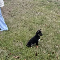 Dawn, a female Shiba Inu for sale in Harrison, AR – Photo 6 of 7