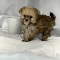 Muffin (very tiny), a male Maltese and Yorkshire Terrier for sale in Harrison, AR – Photo 10 of 10