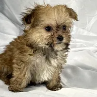 Muffin (very tiny), a male Maltese and Yorkshire Terrier for sale in Harrison, AR – Photo 6 of 10