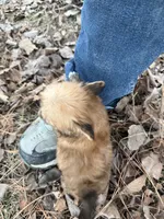 Muffin, a male Maltese and Yorkshire Terrier for sale in Harrison, AR – Photo 8 of 10