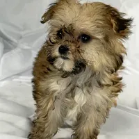 Muffin (very tiny), a male Maltese and Yorkshire Terrier for sale in Harrison, AR – Photo 1 of 10
