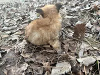 Muffin, a male Maltese and Yorkshire Terrier for sale in Harrison, AR – Photo 3 of 10