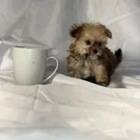 Muffin (very tiny), a male Maltese and Yorkshire Terrier for sale in Harrison, AR – Photo 3 of 10
