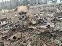 Muffin, a male Maltese and Yorkshire Terrier for sale in Harrison, AR – Photo 7 of 10