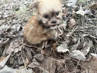 Muffin, a male Maltese and Yorkshire Terrier for sale in Harrison, AR – Photo 4 of 10