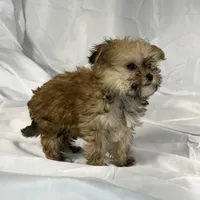Muffin (very tiny), a male Maltese and Yorkshire Terrier for sale in Harrison, AR – Photo 8 of 10