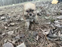 Muffin, a male Maltese and Yorkshire Terrier for sale in Harrison, AR – Photo 1 of 10