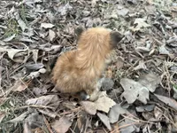 Muffin, a male Maltese and Yorkshire Terrier for sale in Harrison, AR – Photo 6 of 10