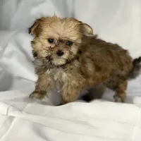 Muffin (very tiny), a male Maltese and Yorkshire Terrier for sale in Harrison, AR – Photo 2 of 10