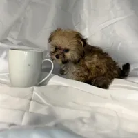 Muffin (very tiny), a male Maltese and Yorkshire Terrier for sale in Harrison, AR – Photo 4 of 10