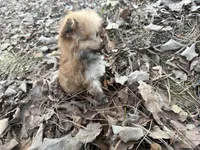 Muffin, a male Maltese and Yorkshire Terrier for sale in Harrison, AR – Photo 10 of 10