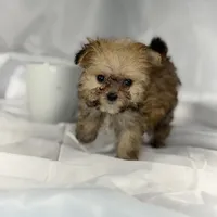 Muffin (very tiny), a male Maltese and Yorkshire Terrier for sale in Harrison, AR – Photo 9 of 10