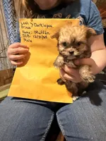 Muffin, a male Maltese and Yorkshire Terrier for sale in Harrison, AR – Photo 2 of 10