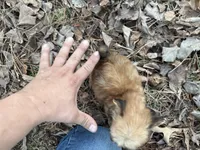 Muffin, a male Maltese and Yorkshire Terrier for sale in Harrison, AR – Photo 5 of 10