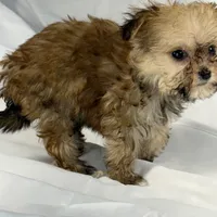 Muffin (very tiny), a male Maltese and Yorkshire Terrier for sale in Harrison, AR – Photo 5 of 10