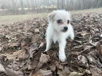 Zack, a male Maltese and Yorkshire Terrier for sale in Harrison, AR – Photo 4 of 10