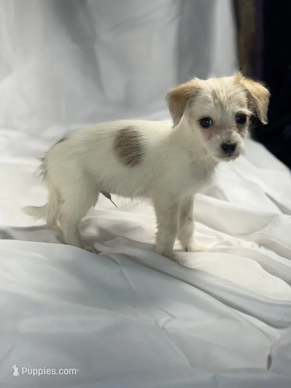 Zack – Maltese, Yorkshire Terrier puppy for sale in Harrison, AR